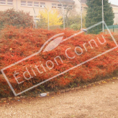 Cotoneaster horizontalis talus baie