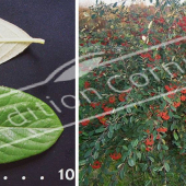 Cotoneaster lacteus 2 photos entier fruit