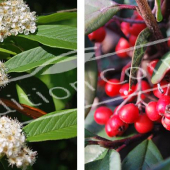 Cotoneaster lacteus 2 photos fleur fruit