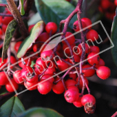 Cotoneaster lacteus détail fruit