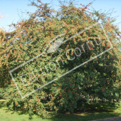 Cotoneaster lacteus entier baies