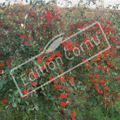 Cotoneaster lacteus entier fruit