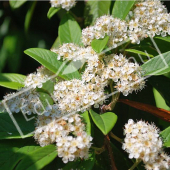 Cotoneaster lacteus fleur