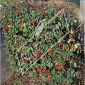 Cotoneaster lacteus haie