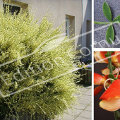 Cytisus x praecox 3 photos feuille