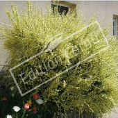 Cytisus x praecox entier fleuri