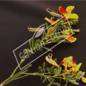 Cytisus x praecox rameau fleur