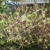 Daphne mezereum entier fleuri