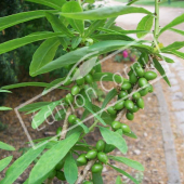 Daphne mezereum fruit