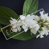 Deutzia x magnifica détail fleur