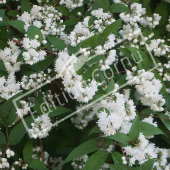 Deutzia x magnifica rameau fleur