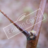 Elaeagnus angustifolia épine