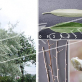 Elaeagnus angustifolia 5 photos