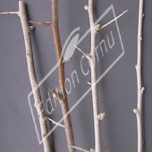 Elaeagnus angustifolia bois
