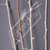 Elaeagnus angustifolia bois