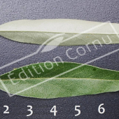Elaeagnus angustifolia feuille CM