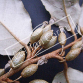 Elaeagnus angustifolia fruit