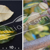 Elaeagnus pungens ‘Maculata’ 2 photos détail bois