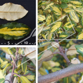 Elaeagnus pungens ‘Maculata’ 4 photos