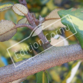 Elaeagnus pungens ‘Maculata’ détail bois