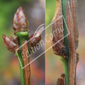 Euonymus alatus bourgeons