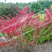 Euonymus alatus entier automne