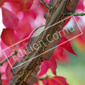 Euonymus alatus liège automne