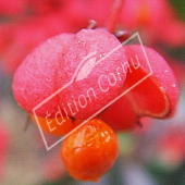 Euonymus europaeus fruit seul