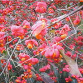 Euonymus europaeus fruits