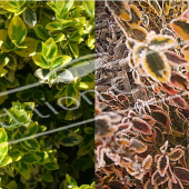 Euonymus fortunei ‘Emerald ‘n Gold’ 2 photos détail été hiver