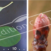 Exochorda racemosa 2 photos bourgeon