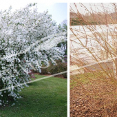 Exochorda racemosa 2 photos entier été hiver