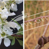 Exochorda racemosa 2 photos fleur fruit