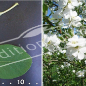 Exochorda racemosa 2 photos rameau fleur