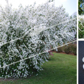 Exochorda racemosa 3 photos fleur