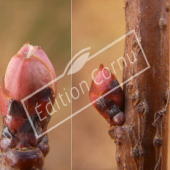 Exochorda racemosa bourgeon