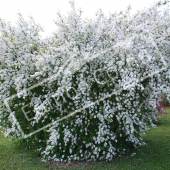 Exochorda racemosa entier fleuri