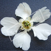 Exochorda racemosa fleur