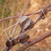 Exochorda racemosa fruit