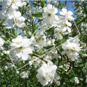 Exochorda racemosa rameau fleur