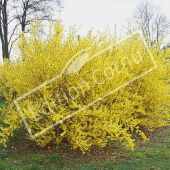 Forsythia x intermedia entier fleuri