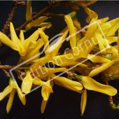 Forsythia x intermedia rameau fleur