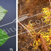 Hamamelis x intermedia 2 photos entier fleuri