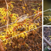 Hamamelis x intermedia 3 photos fleur