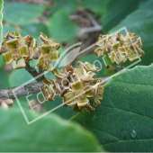 Hamamelis x intermedia corole vieux