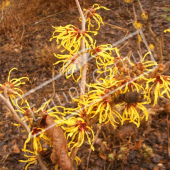 Hamamelis x intermedia entier fleuri