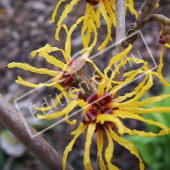 Hamamelis x intermedia fleur