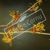 Hamamelis x intermedia rameau fleur