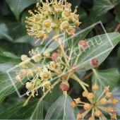 Hedera helix fruit