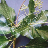 Hedera helix rameau